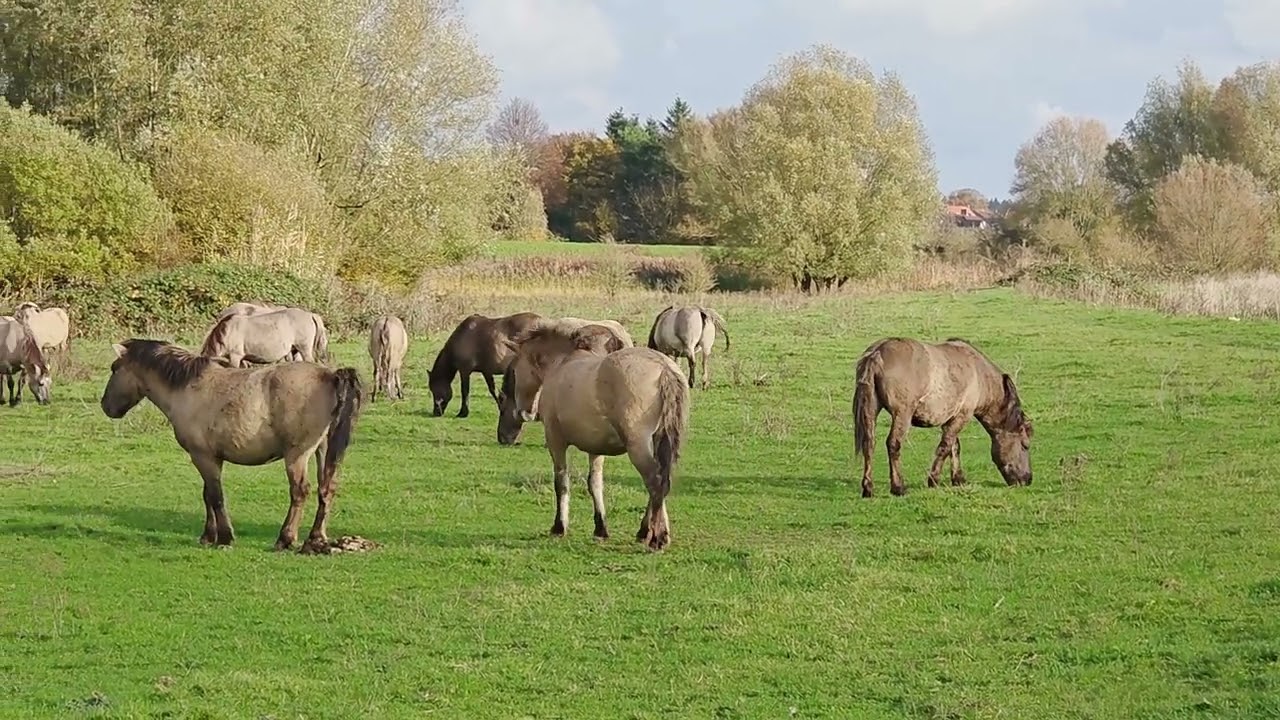 20251109 Paarden in de Elster Buitenwaarden