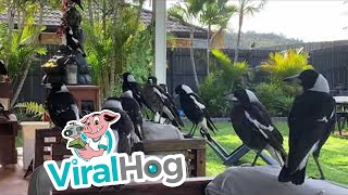 Flock of Magpies Make Themselves at Home || ViralHog