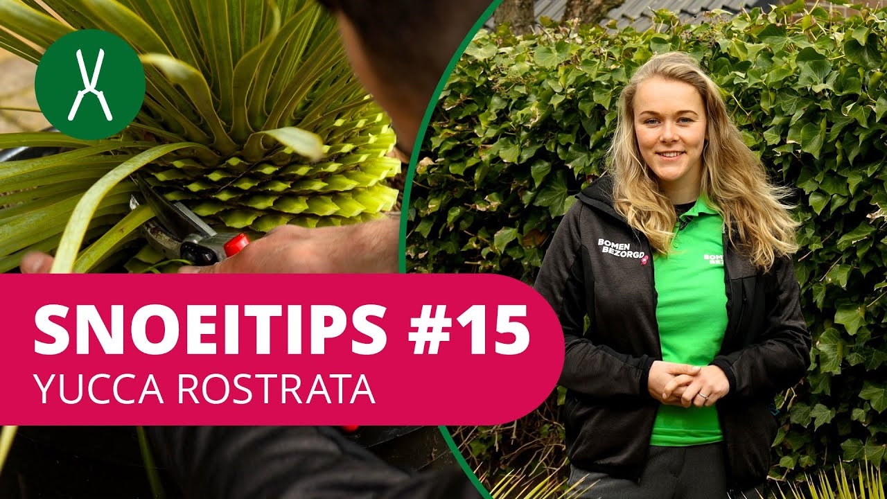 SnoeiTips #15 | Hoe snoei je een Yucca rostrata palmlelie?