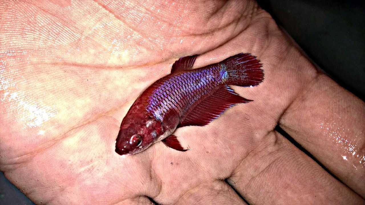 Como curar pez betta hembra despues de reproduccion (3/6) - YouTube