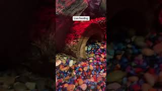 Live Feeding Alligators