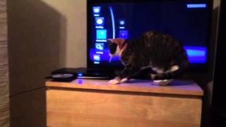 Cat vs. Blu Ray