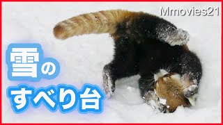 大雪で真っ白なレッサーパンダ 冬限定のすべり台