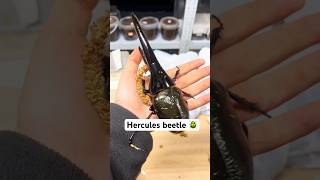 The Secret of the Hercules Beetle🤫 #animals #facts #herculesbeetle #insects #insectlovers