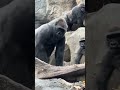 A male Gorilla chasing a female Gorilla