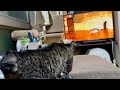 ネズミの動画に血が騒ぐ