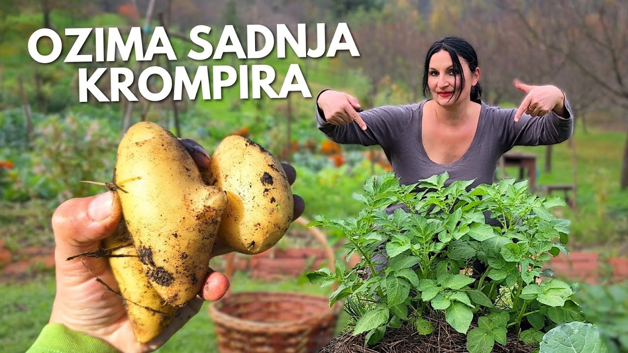 Зимняя Посадка КАРТОФЕЛЯ