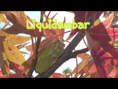 Video: Liquidambar - Höstens Dekoration