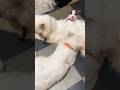 Mamas Love Is All We Need Mom Animals Cute Shortsviral 