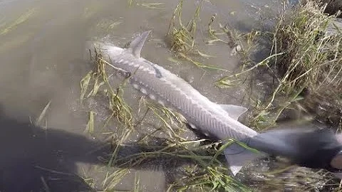 Shore fishing for Sturgeon - Fraser river.