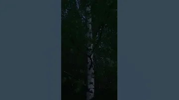 Соловей поёт в деревне вечером. Песня 1