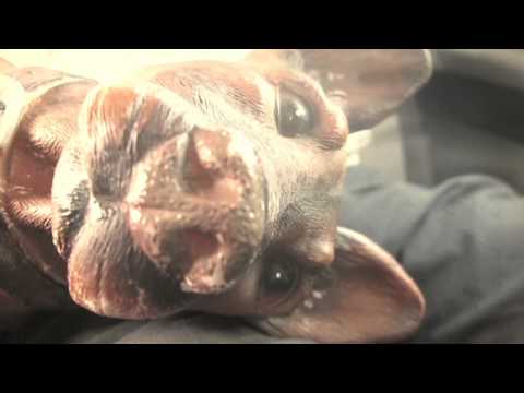 Bonito Agujero Video