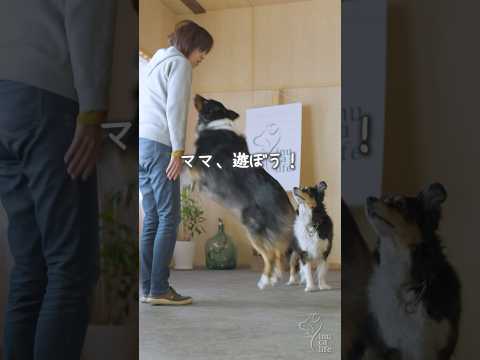 毎日のお散歩コースが楽しいね🐶 #ボーダーコリー #オーストラリアンシェパード #津和野