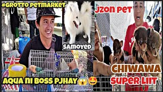 #Grotto petmarket#Aqua B2 ni boss pjhay#super liit na chiwawa ni jzon pet #samoyed dog# Russian dog