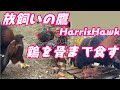 放飼いのハリスホークは鶏を骨まで食す！cage free hawk【鷹狩】【鷹匠】【猛禽類】