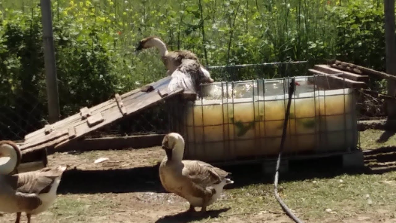AFRICAN GEESE VS WATER - THE FIRST BATH IN THE SWIMMING POOL IN THE ...