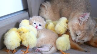 Mom cat is the mother of baby kittens and chicks, She carefully takes care all of them