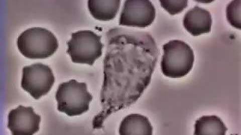 Bạch cầu thực bào   Quá trình bắt giữ vi khuẩn của bạch cầu