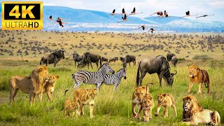 สัตว์ป่าแอฟริกัน 4K: อุทยานแห่งชาติ Mount Elgon - ภาพยนตร์สัตว์ป่าพร้อมเสียงจริง