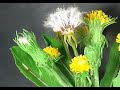 ОДУВАНЧИК ИЗ ХОЛОДНОГО ФАРФОРА ЧАСТЬ 1 (dandelion )