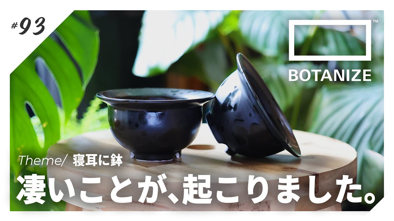 BOTANIZE】A friend collaborated with that famous pot brand by an