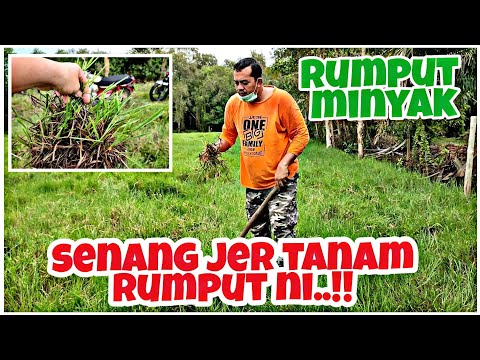 Video: Adakah rumput Johnson selamat untuk lembu?