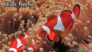 Nemo Fish: Unique and Interesting Clownfish | #animal_n_plants #animals #fish