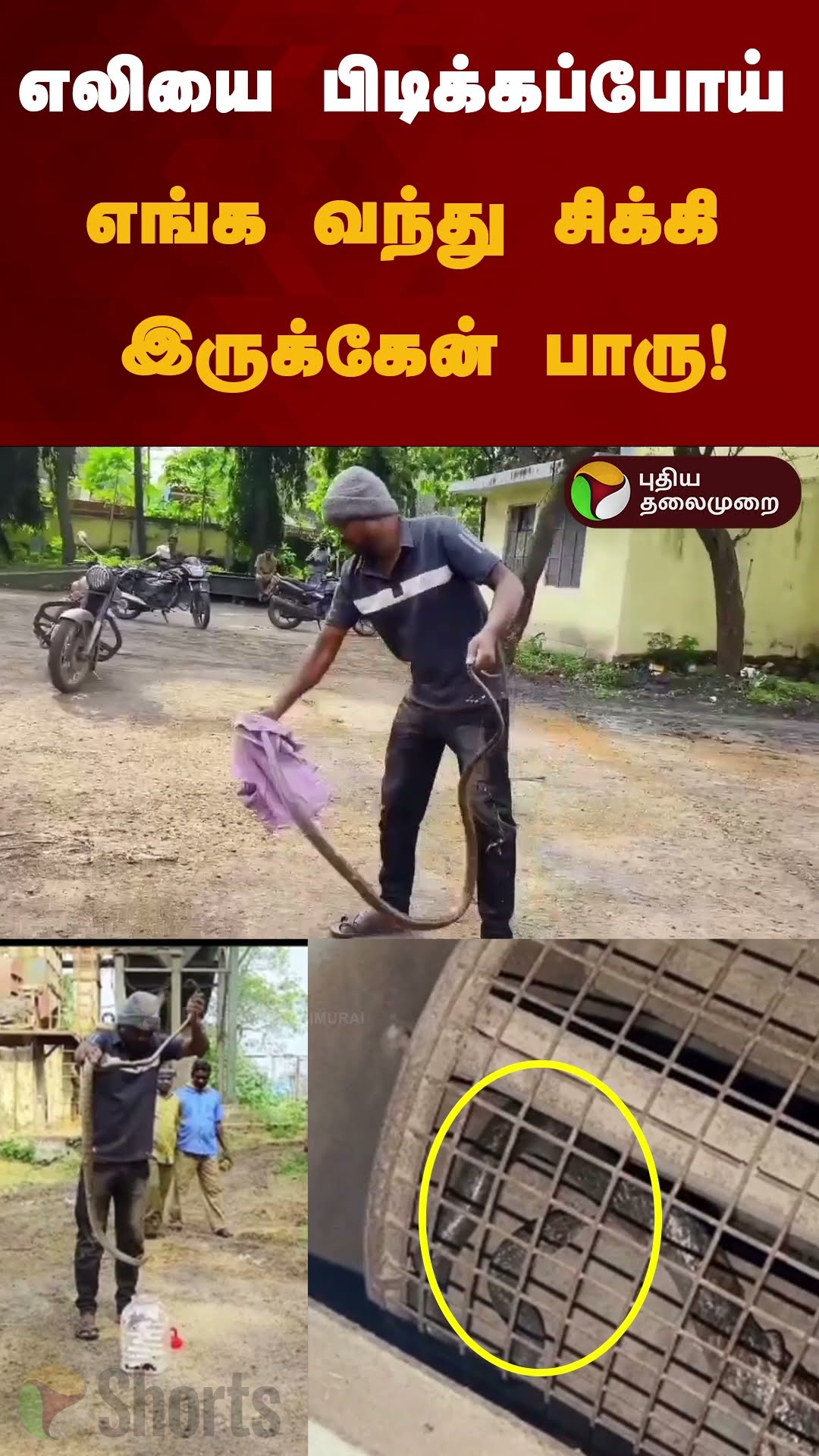 எலியை பிடிக்கப்போய் எங்க வந்து சிக்கி இருக்கேன் பாரு! | #shorts | #rat | #snake | #mayiladurai