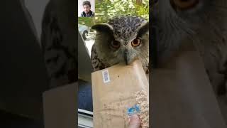 Sending a letter from an owl #shorts #shortsyoutube #shortsvideo #owl #sendingaletter #harrypotter