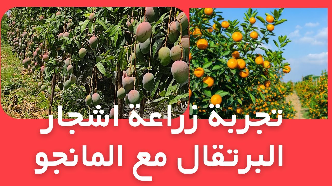 الاستثمار في الزراعة: أيهما أكثر ربحًا-المانجو ام البرتقال؟#ازرع-مانجو-برتقال#