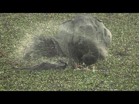 The cutest little baby elephant you can imagine with mom slinging lunch around!!