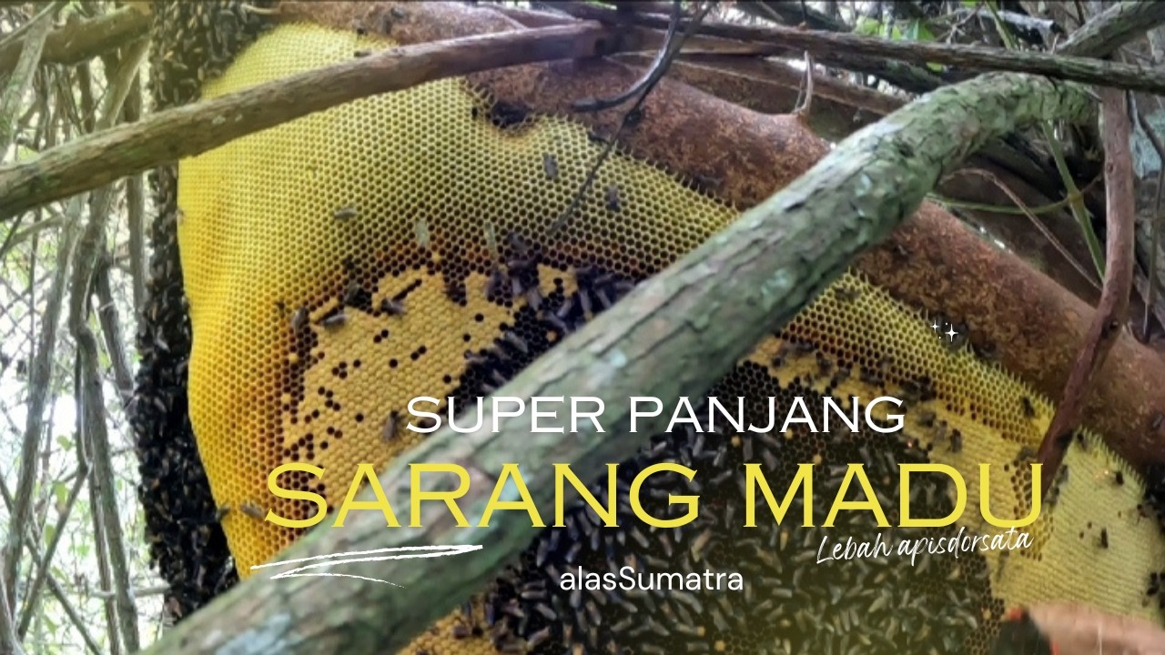 MUSIM RAYA LEBAH MADU HUTAN 