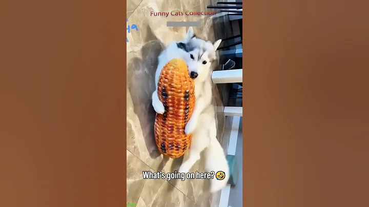 Watch the video about Cute Animals 🙀 kitten meowing cute 😅 #FunnyCats Part 2745