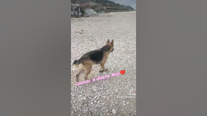 La felicità è reale solo se condivisa! La cucciola Mia che si diverte con una boa🤣🤣! 🆓
