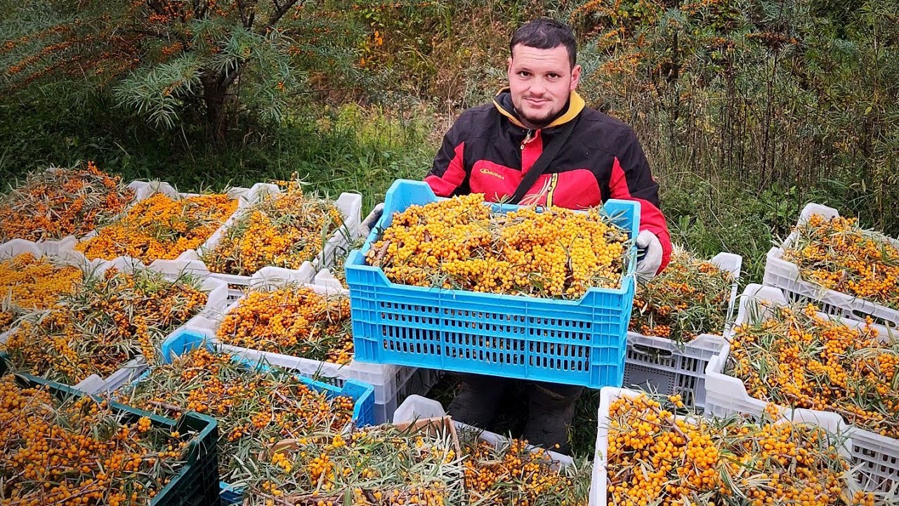 Sea buckthorn harvest! Farmer Bodik's hard work!