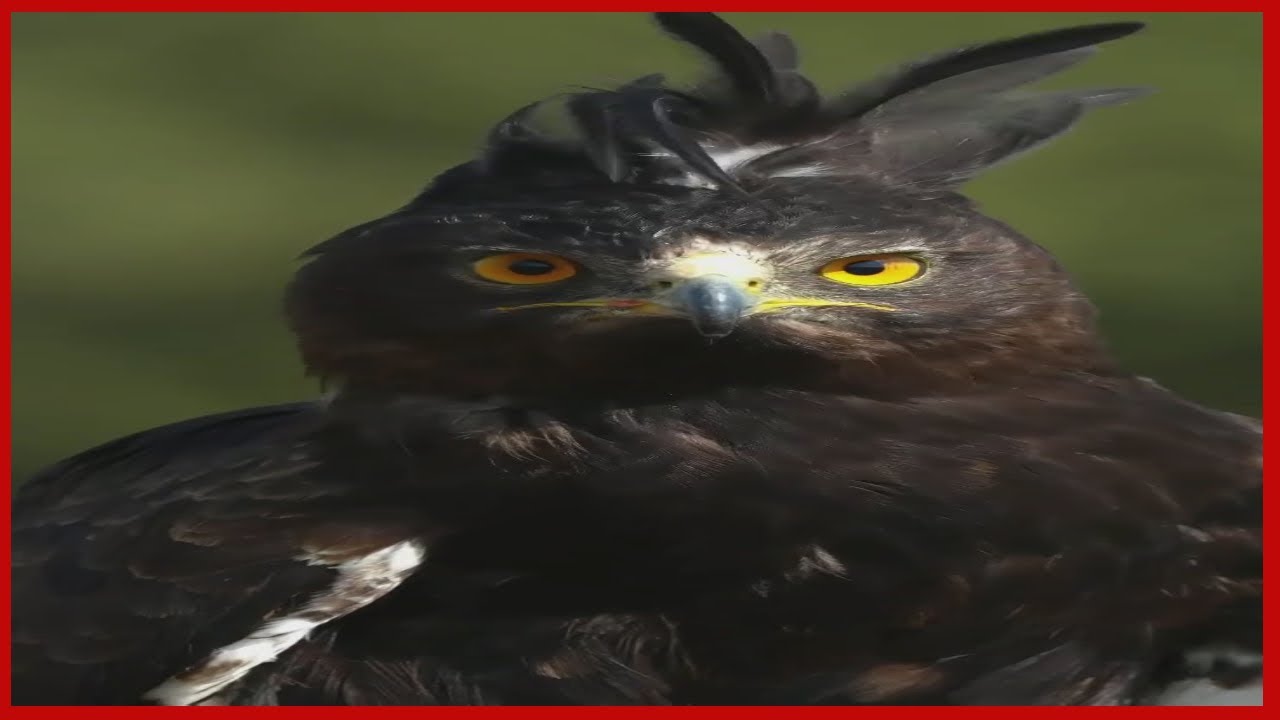 The long crested African warrior eagle, the tall crested shaggy eagle