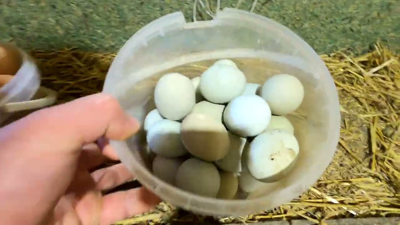 Зелені яйця. Кури на моїй фермі | Михайло Травецький