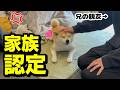 柴犬姉妹に新しいお兄ちゃんができました…まさかの娘が落ち込む事態に