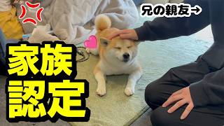 柴犬姉妹に新しいお兄ちゃんが増えました…まさかの娘が落ち込む事態に