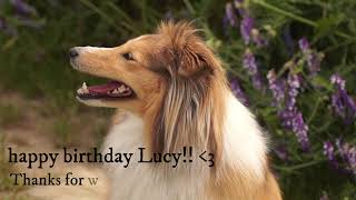 Sheltie Lucy 3 years by Lucy shetland sheepdog 12,865 views 3 years ago 3 minutes, 22 seconds