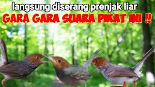 SUARA PIKAT PRENJAK RIBUT Paling Ampuh Dan Paling Jitu