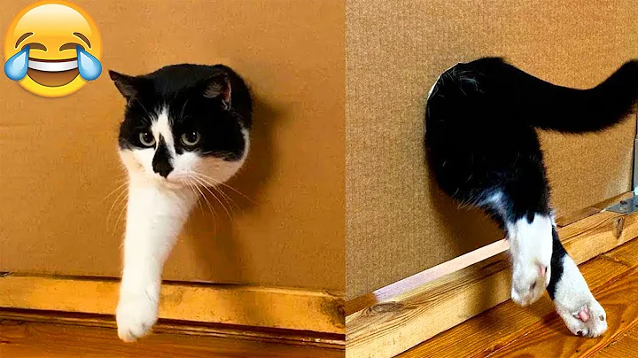 Watch the video about Funny Animal Videos 2022 😂 - Funny Cat & Dog Vines Compilation 2022 🐶🐱 #27