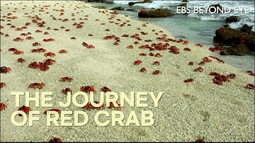 🦀 The Journey of 100 Million Christmas Island Red Crabs - Part 2