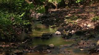 Relaxing Music - Flute, Gentle Birds and Rainforest Sound