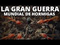 Las hormigas y sus tácticas de guerra