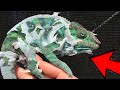 MY CHAMELEON SHED HIS SKIN!!