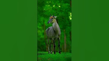 🦌❤️🦜एकता में है शक्ति