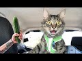 ПРИКОЛЫ С ЖИВОТНЫМИ ДО СЛЕЗ / Смешные КОТЫ 2021 / Приколы с КОТАМИ / Funny ANIMALS video #28