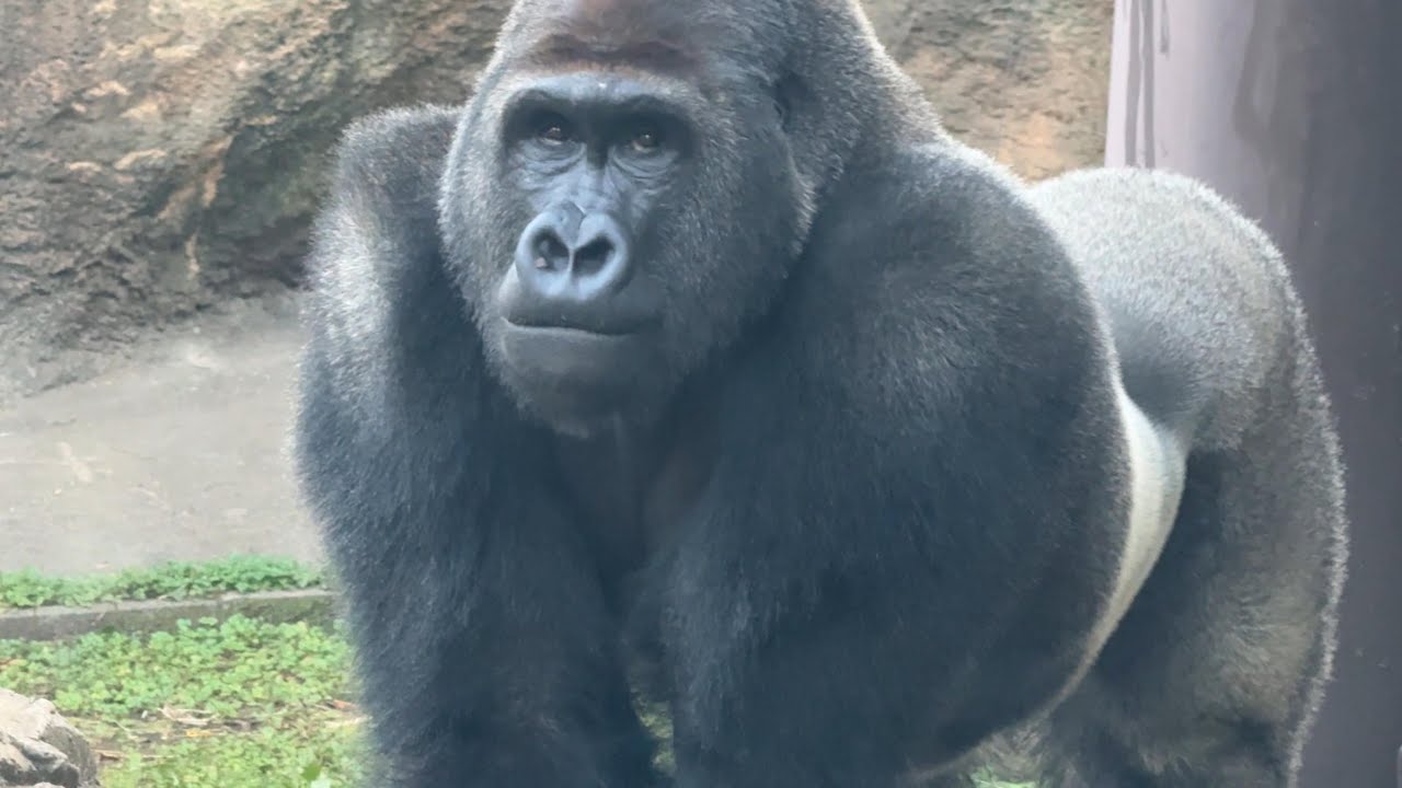 京都のお客さんいるかな？じっと見つめるゲンタロウくん【‎2025年11月