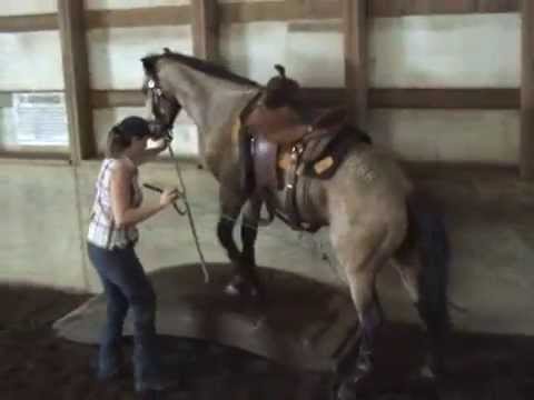 "Tucker the Mustang" & Cindy Branham Week 4!